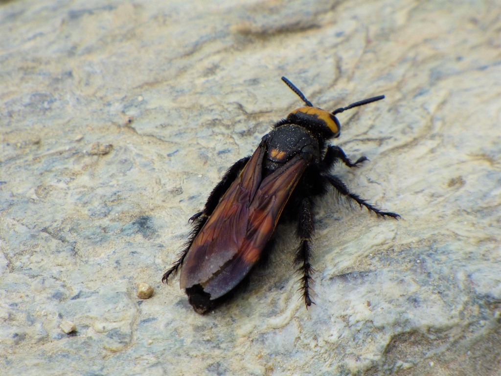 Scoliidae: Megascolia maculata flavifrons, femmina